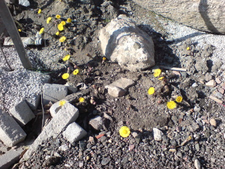 tussilago.jpg